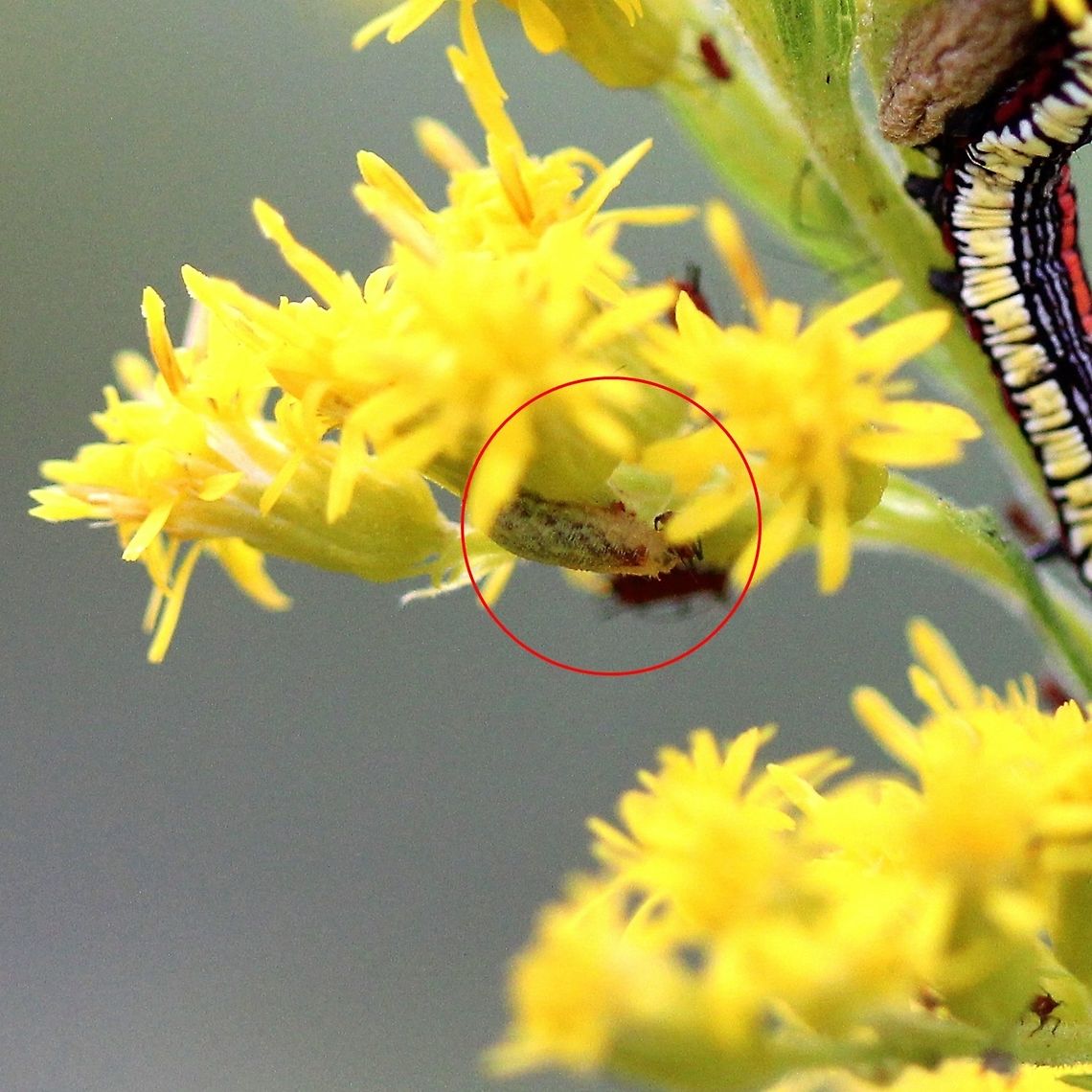 Syrphid fly larva eating aphids  Geotagged,Summer,United States,aphids,fly,insect,larva,predator,syrphid