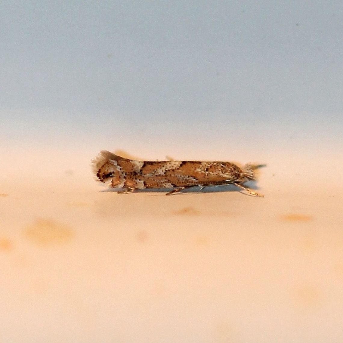 Phyllonorycter nipigon (Balsam Poplar Leaf Blotch Miner Moth) About 4 mm. Larvae are leaf miners of Balsam Poplar (Populus balsamifera) a common tree here. Balsam Poplar Leaf Blotch Miner Moth,Geotagged,Gracillariidae,Leaf Blotch Miner Moths,Lepidoptera,Lithocolletinae,Phyllonorycter,Phyllonorycter nipigon,Summer,United States,insect,moth