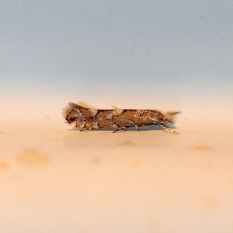 Phyllonorycter nipigon (Balsam Poplar Leaf Blotch Miner Moth) About 4 mm. Larvae are leaf miners of Balsam Poplar (Populus balsamifera) a common tree here. Balsam Poplar Leaf Blotch Miner Moth,Geotagged,Gracillariidae,Leaf Blotch Miner Moths,Lepidoptera,Lithocolletinae,Phyllonorycter,Phyllonorycter nipigon,Summer,United States,insect,moth