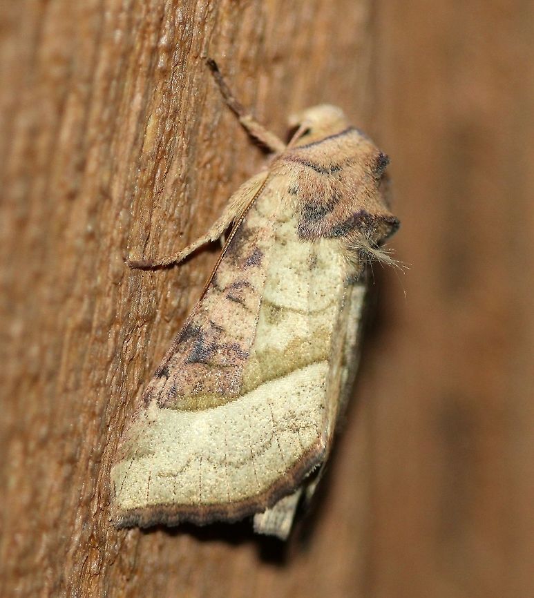 Hydraecia stramentosa (Figwort Borer Moth) Larvae bore into stems of Scrophularia lanceolata (Figwort) and perhaps other Scrophularia species such as Scrophularia  nodosa which grows nearby. Apameini,Dart Moths,Geotagged,Hydraecia stramentosa,Lepidoptera,Noctuidae,Noctuinae,Noctuoidea,Owlet Moths,Scrophularia nodosa,Summer,United States,figwort borer moth,insect,moth