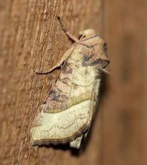 Hydraecia stramentosa (Figwort Borer Moth) Larvae bore into stems of Scrophularia lanceolata (Figwort) and perhaps other Scrophularia species such as Scrophularia  nodosa which grows nearby. Apameini,Dart Moths,Geotagged,Hydraecia stramentosa,Lepidoptera,Noctuidae,Noctuinae,Noctuoidea,Owlet Moths,Scrophularia nodosa,Summer,United States,figwort borer moth,insect,moth