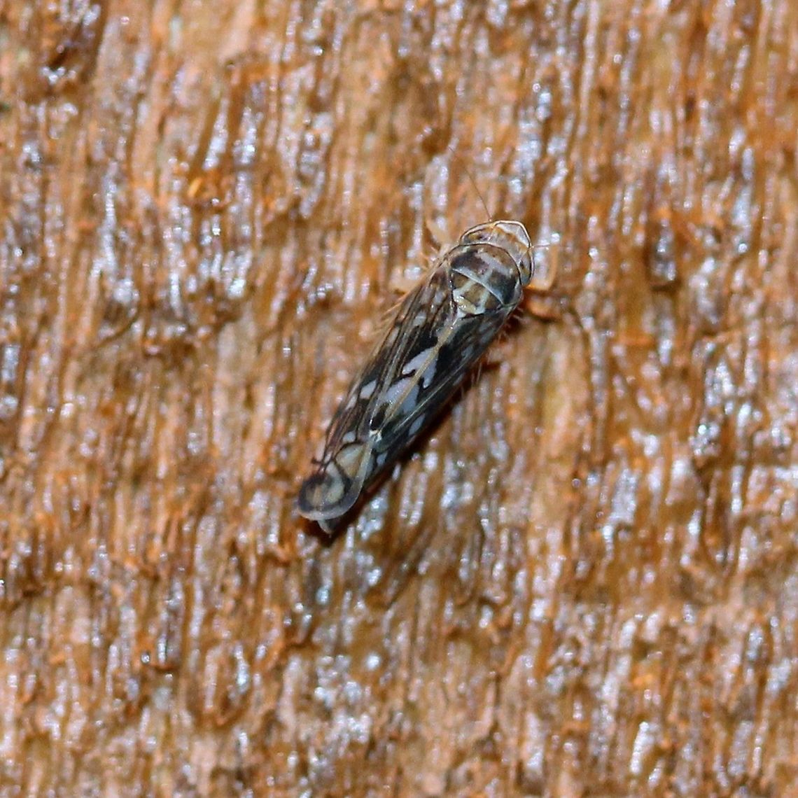 Scaphoideus pullus Attracted to porch light. Cicadellidae,Cicadoidea,Deltocephalinae,Geotagged,Hemiptera,Leafhoppers,Scaphoideini,Scaphoideus,Scaphoideus pullus,Summer,United States,insect
