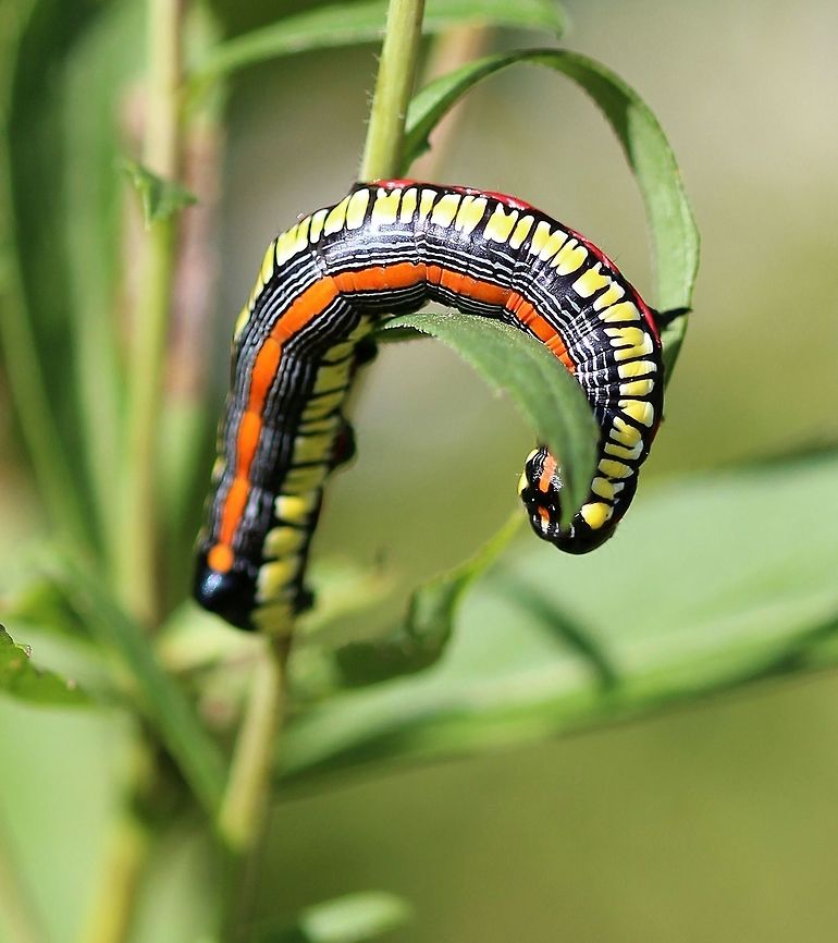 Cucullia convexipennis larva Feeding on flowers and leaves of Solidago gigantea. Brown-hooded Owlet,Cucullia convexipennis,Cuculliinae,Geotagged,Lepidoptera,Noctuidae,Noctuoidea,Owlet Moths,Summer,United States,caterpillar,insect,moth,moth larva