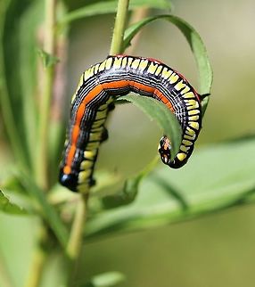 Cucullia convexipennis larva Feeding on flowers and leaves of Solidago gigantea. Brown-hooded Owlet,Cucullia convexipennis,Cuculliinae,Geotagged,Lepidoptera,Noctuidae,Noctuoidea,Owlet Moths,Summer,United States,caterpillar,insect,moth,moth larva