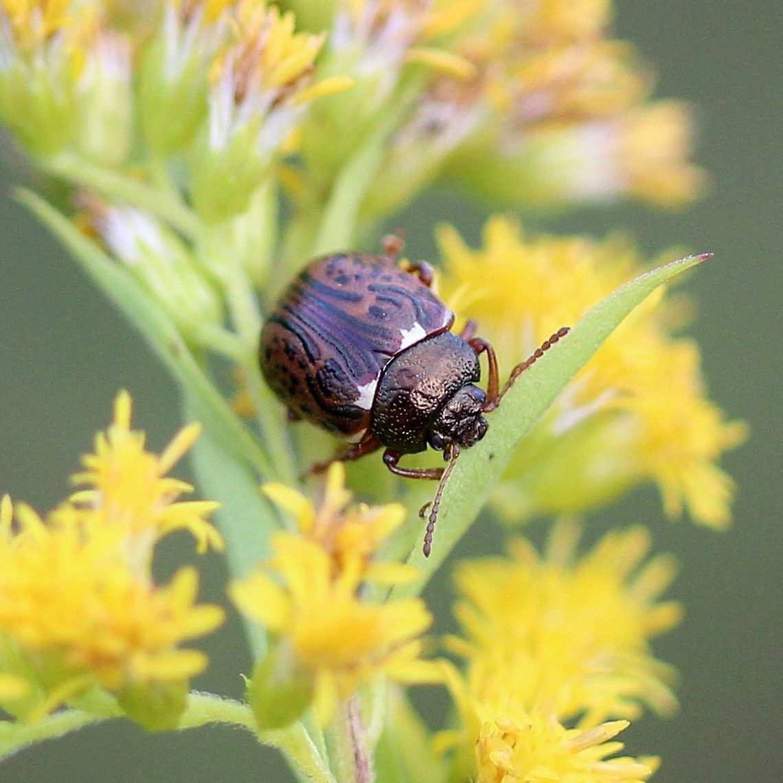 Calligrapha alni (Russet Alder Leaf Beetle)  Calligrapha alni,Chrysomelidae,Coleoptera,Geotagged,Summer,United States,beetle,russet alder leaf beetle
