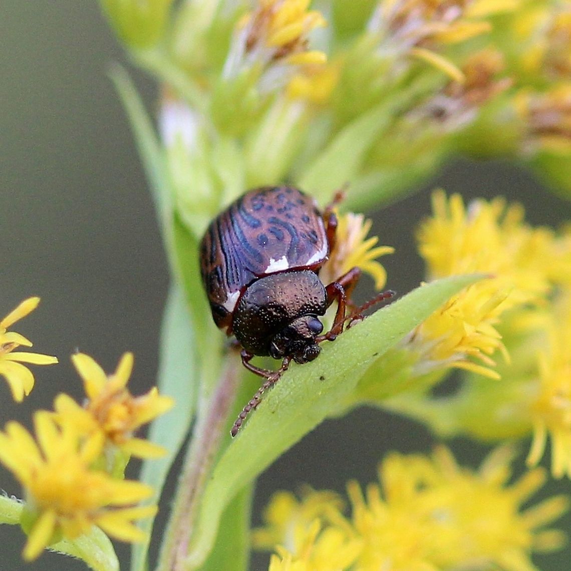 Calligrapha alni (Russet Alder Leaf Beetle)  Calligrapha alni,Chrysomelidae,Coleoptera,Geotagged,Summer,United States,beetle,russet alder leaf beetle