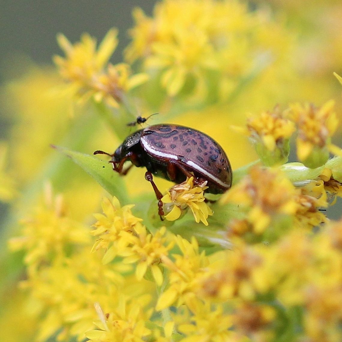 Calligrapha alni (Russet Alder Leaf Beetle)  Calligrapha alni,Chrysomelidae,Coleoptera,Geotagged,Summer,United States,beetle,russet alder leaf beetle