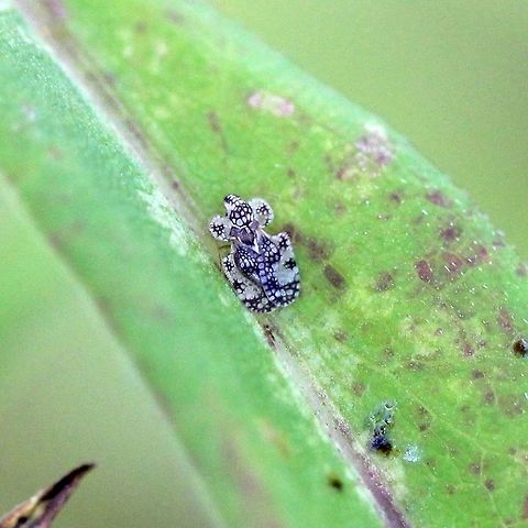 Corythucha marmorata (Marbled lace Bug) The pattern seems right for Corythucha marmorata but the spots are black instead of the typical brown. Photos of Corythucha marmorata at Bug Guide show a range of variability in coloration although most are brown. On Shining Aster (Symphyotrichum firmum). Chrysanthemum Lace Bug,Cimicomorpha,Corythucha,Corythucha marmorata,Geotagged,Hemiptera,Summer,Tingidae,United States,insect,lace bug