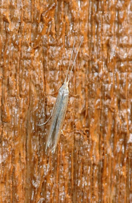Coleophora sp.  Coleophora,Coleophoridae,Geotagged,Lepidoptera,Summer,United States,casebearer moth,insect,micromoth