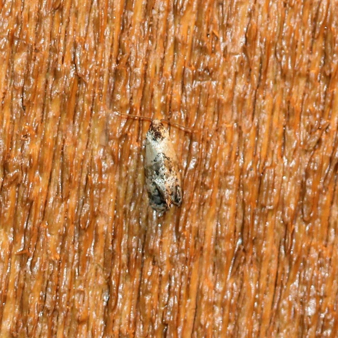 Cochylis? Attracted to porch light. Cochylis,Geotagged,Lepidoptera,Summer,United States,insect,moth