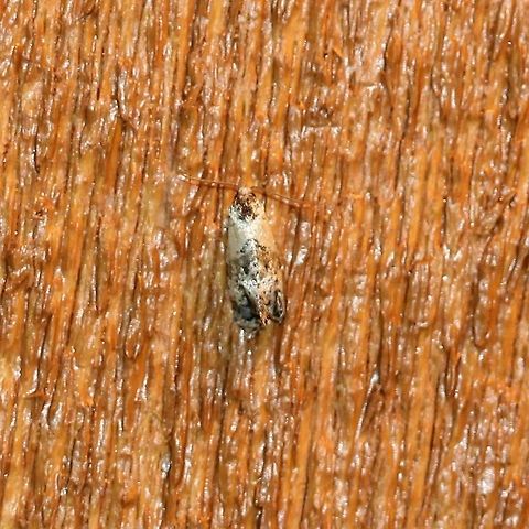 Cochylis? Attracted to porch light. Cochylis,Geotagged,Lepidoptera,Summer,United States,insect,moth