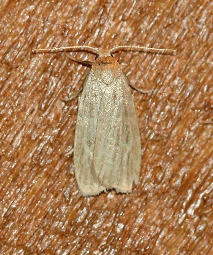 Crambidia pallida  Arctiinae,Crambidia pallida,Erebidae,Geotagged,Lepidoptera,Lichen Moths,Lithosiini,Noctuoidea,Pale lichen moth,Summer,United States,insect,moth