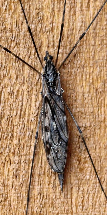 Tipula abdominalis A large cranefly. Diptera,Geotagged,Giant Crane Fly,Summer,Tipula,Tipula abdominalis,Tipulidae,Tipulomorpha,United States,cranefly,fly,insect,large crane flies