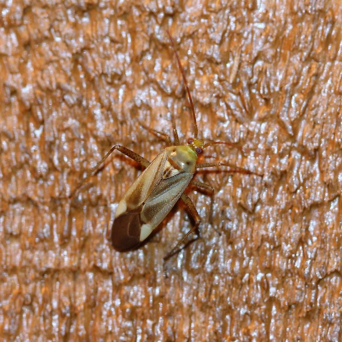 Adelphocoris lineolatus Attracted to porch light. Adelphocoris lineolatus,Alfalfa Plant Bug,Geotagged,Hemiptera,Heteroptera,Miridae,Summer,United States,insect,plant bugs