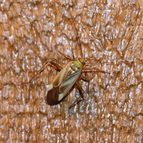 Adelphocoris lineolatus Attracted to porch light. Adelphocoris lineolatus,Alfalfa Plant Bug,Geotagged,Hemiptera,Heteroptera,Miridae,Summer,United States,insect,plant bugs