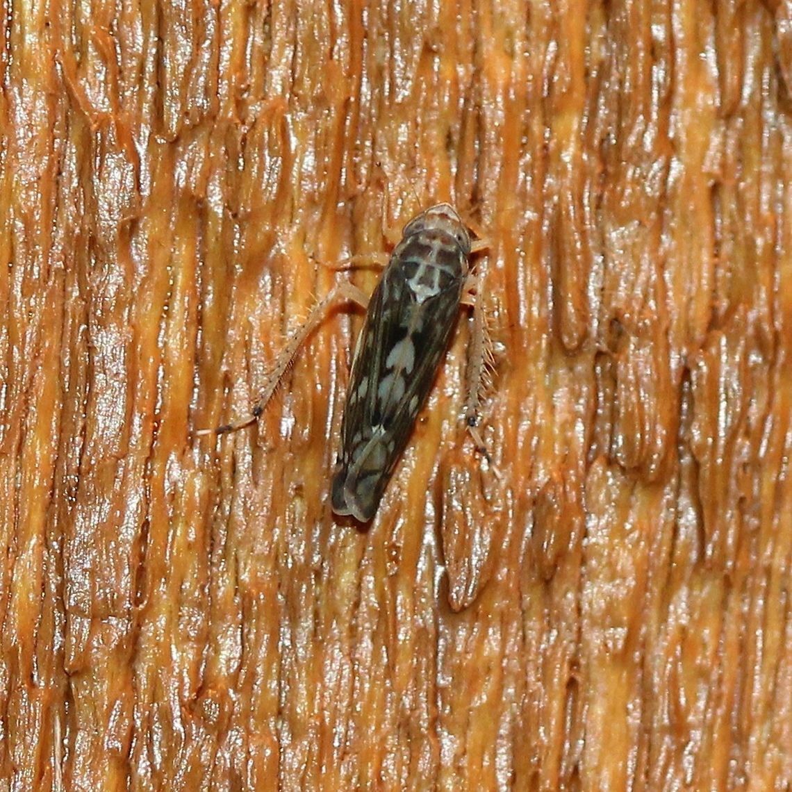 Scaphoideus pullus Attracted to porch light. Cicadellidae,Cicadoidea,Deltocephalinae,Geotagged,Hemiptera,Leafhoppers,Scaphoideini,Scaphoideus,Scaphoideus pullus,Summer,United States,insect