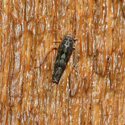 Scaphoideus pullus Attracted to porch light. Cicadellidae,Cicadoidea,Deltocephalinae,Geotagged,Hemiptera,Leafhoppers,Scaphoideini,Scaphoideus,Scaphoideus pullus,Summer,United States,insect