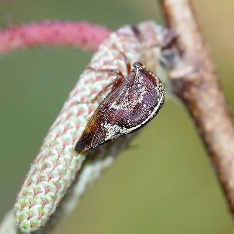 Carynota marmorata A treehopper (Membracidae) in the Tribe Telamonini. On catkin of American Hazel (Corylus americana). Carynota marmorata,Cicadoidea,Geotagged,Hemiptera,Marbled Treehopper,Membracidae,Summer,Telamonini,United States,corylus,hazel,insect,treehopper