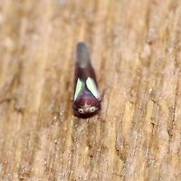 Balcanocerus provancheri Balcanocerus provancheri. The black dots in the pale spots are not eyes. Front view of <br />
https://www.jungledragon.com/image/84455/_3120.html Balcanocerus provancheri,Cicadellidae,Cicadoidea,Geotagged,Summer,United States,insect,planthopper,treehopper