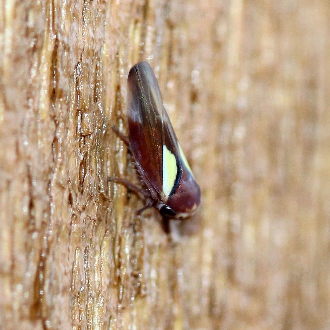 Balcanocerus provancheri Balcanocerus provancheri. Side view of<br />
<figure class="photo"><a href="https://www.jungledragon.com/image/84454/balcanocerus_provancheri.html" title="Balcanocerus provancheri"><img src="https://s3.amazonaws.com/media.jungledragon.com/images/3383/84454_thumb.JPG?AWSAccessKeyId=05GMT0V3GWVNE7GGM1R2&Expires=1769040010&Signature=QSbJIwjUK%2Bq9drspkeRQZ4%2ByZfc%3D" width="200" height="200" alt="Balcanocerus provancheri Balcanocerus provancheri. The black dots in the pale spots are not eyes. Front view of <br />
https://www.jungledragon.com/image/84455/_3120.html Balcanocerus provancheri,Cicadellidae,Cicadoidea,Geotagged,Summer,United States,insect,planthopper,treehopper" /></a></figure> Balcanocerus provancheri,Cicadellidae,Cicadoidea,Geotagged,Summer,United States,insect,planthopper,treehopper