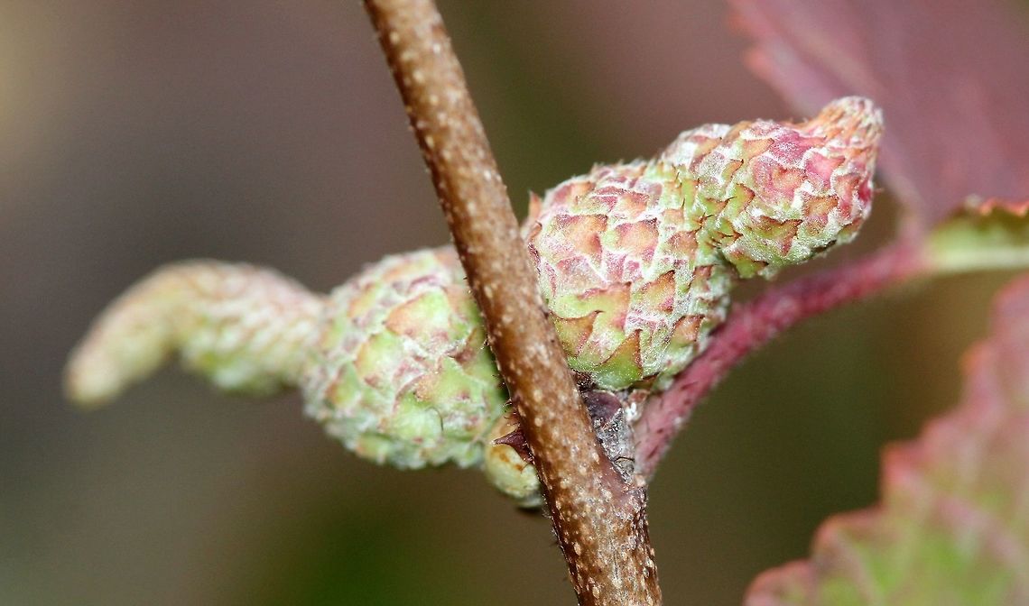 Galls on American Hazel (Corylus americana) staminate catkins Possibly caused by mites. Geotagged,Summer,United States,corylus,galls,hazel,plant parasites