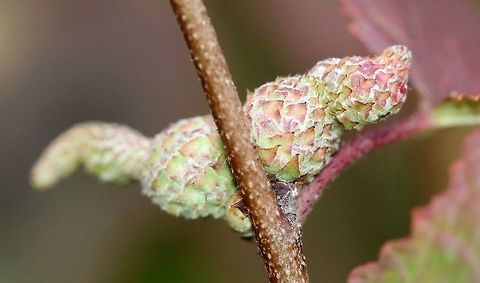 Galls on American Hazel (Corylus americana) staminate catkins Possibly caused by mites. Geotagged,Summer,United States,corylus,galls,hazel,plant parasites