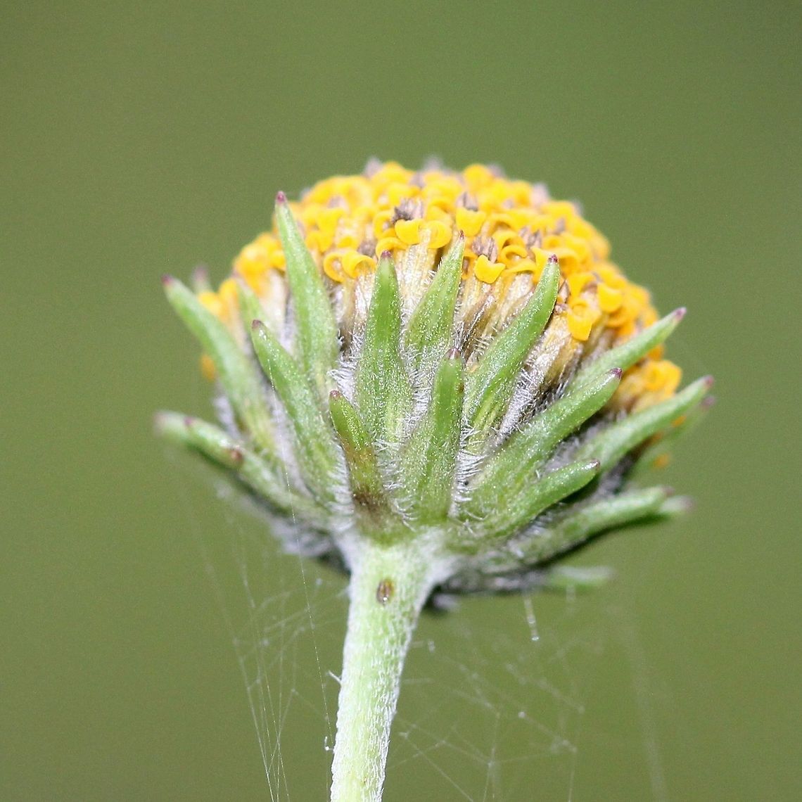 Helianthus occidentalis subsp. occidentalis (Few-leaf Sunflower) In an old field. Helianthus occidentalis subsp. plantagineus has serrated, smooth leaves whereas this one has rough, toothless leaves. Asteraceae,Few-leaf Sunflower,Geotagged,Helianthus occidentalis,Summer,United States,bracts,sunflower