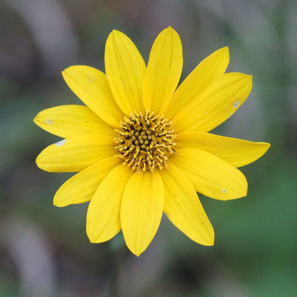 Helianthus occidentalis subsp. occidentalis (Few-leaf Sunflower) In an old field. Helianthus occidentalis subsp. plantagineus has serrated, smooth leaves whereas this one has rough toothless leaves. Asteraceae,Few-leaf Sunflower,Geotagged,Helianthus occidentalis,Summer,United States,sunflower
