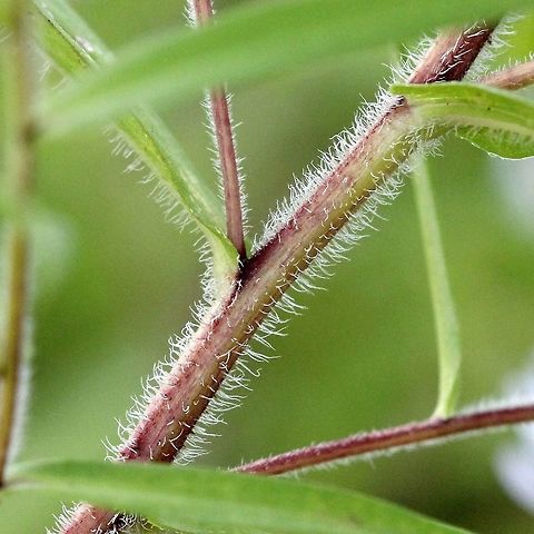 Symphyotrichum firmum  Geotagged,Glossy-leaved Aster,Summer,Symphyotrichum firmum,United States