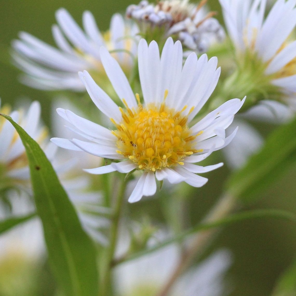 Symphyotrichum firmum  Geotagged,Glossy-leaved Aster,Summer,Symphyotrichum firmum,United States