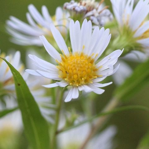 Symphyotrichum firmum  Geotagged,Glossy-leaved Aster,Summer,Symphyotrichum firmum,United States