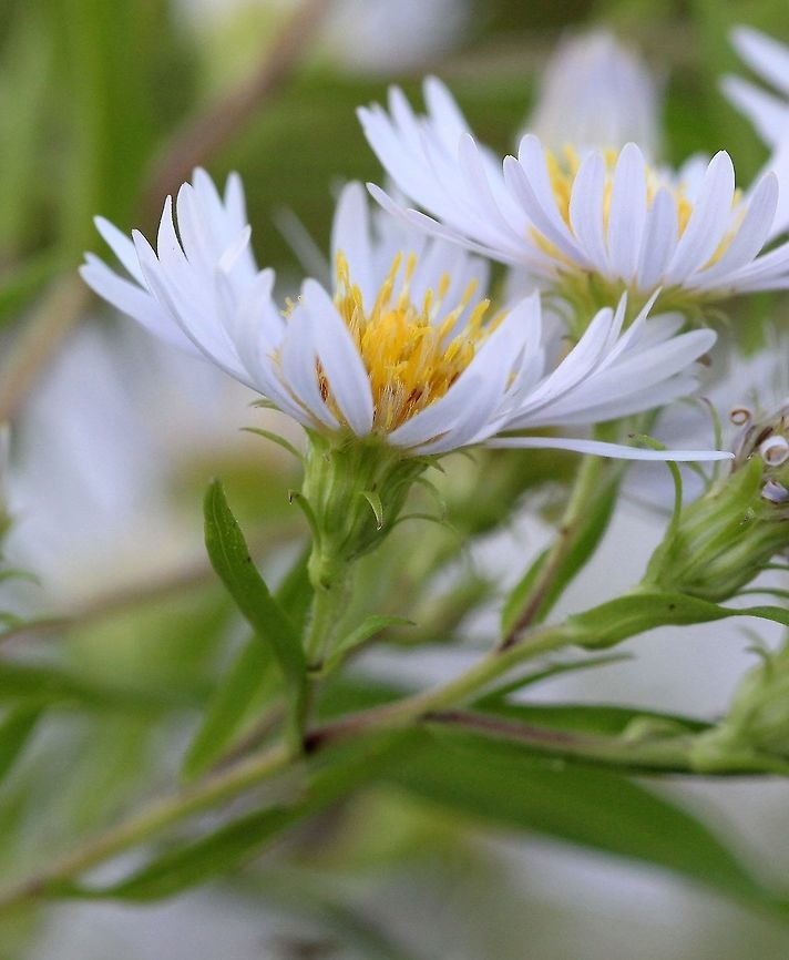 Symphyotrichum firmum  Geotagged,Glossy-leaved Aster,Summer,Symphyotrichum firmum,United States