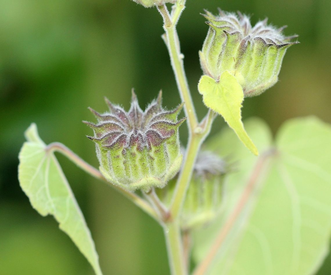 Abutilon theophrasti In a garden. Abutilon theophrasti,Geotagged,Malvaceae,Summer,United States,buttonweed,mallow,velvetleaf