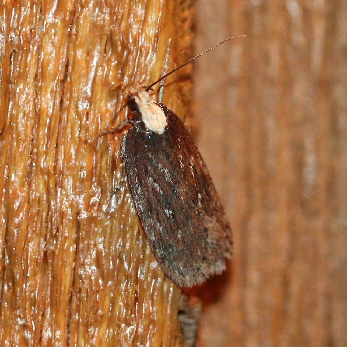 Depressaria alienella Attracted to porch light. Depressaria alienella,Geotagged,Lepidoptera,Summer,United States,insect,moth