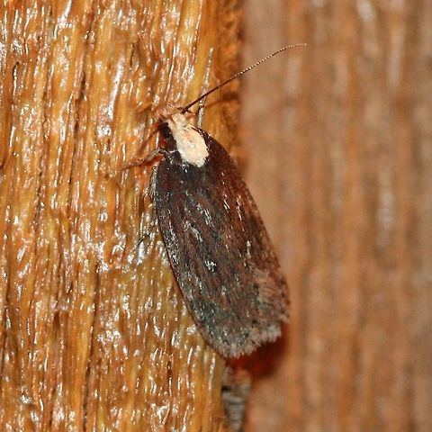 Depressaria alienella Attracted to porch light. Depressaria alienella,Geotagged,Lepidoptera,Summer,United States,insect,moth