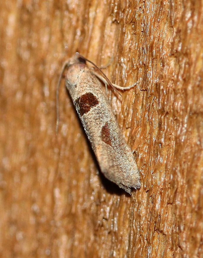 Eucosma dorsisignatana  Eucosma dorsisignatana,Geotagged,Pelochrista dorsisignatana,Summer,Triangle-backed eucosma,United States