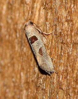 Eucosma dorsisignatana  Eucosma dorsisignatana,Geotagged,Pelochrista dorsisignatana,Summer,Triangle-backed eucosma,United States