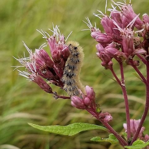 Phragmatobia fuliginosa (Ruby Tiger Moth) caterpillar Phragmatobia fuliginosa larva feeding on Joe-Pye-Weed (Eutrochium maculatum) flowers in a fen. Eupatorium maculatum,Eutrochium maculatum,Geotagged,Joe-Pye-Weed,Lepidoptera,Phragmatobia fuliginosa,Ruby tiger,Summer,United States,caterpillar,fen,insect,moth,moth larva
