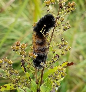 Pyrrharctia isabella (Isabella Tiger Moth) caterpillar Pyrrharctia isabella caterpillar feeding on immature fruit capsules of Meadowsweet (Spiraea alba) in a fen. Banded woolly bear,Geotagged,Isabella Tiger Moth,Lepidoptera,Meadowsweet,Pyrrharctia isabella,Spiraea alba,Summer,United States,fen,insect,moth,moth larva,tiger moth,woolly bear
