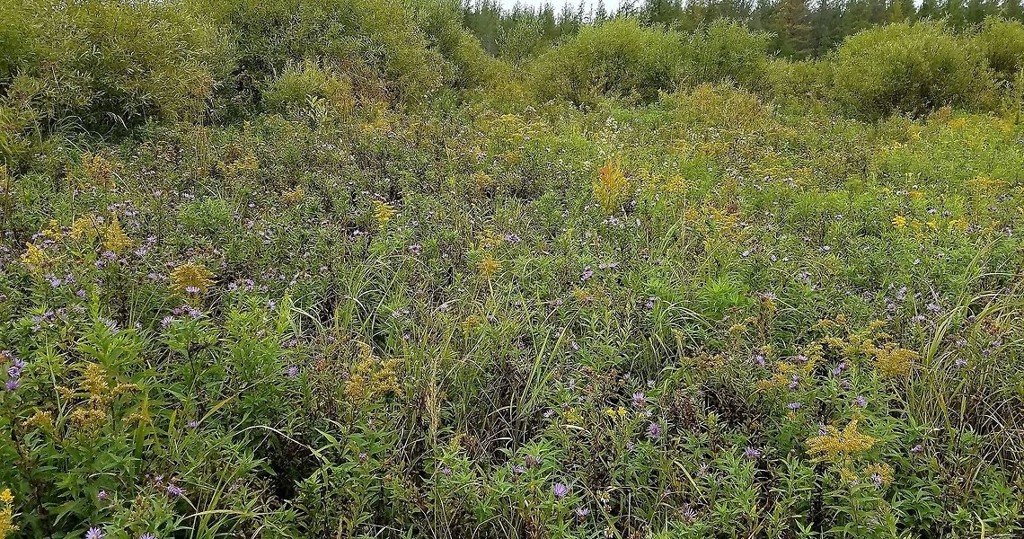 Wildflowers in a fen Canadanthus modestus (blue flowers), Solidago gigantea (yellow flowers), and Symphyotrichum lanceolatum (white flowers) in a clearing in the willows in a restored fen. Canadanthus modestus,Geotagged,Solidago gigantea,Summer,Symphyotrichum lanceolatum,United States,fen,flowers