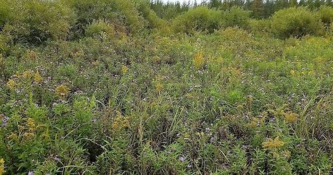 Wildflowers in a fen Canadanthus modestus (blue flowers), Solidago gigantea (yellow flowers), and Symphyotrichum lanceolatum (white flowers) in a clearing in the willows in a restored fen. Canadanthus modestus,Geotagged,Solidago gigantea,Summer,Symphyotrichum lanceolatum,United States,fen,flowers