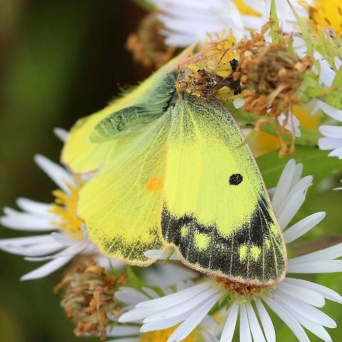 Colias philodice (Clouded Sulphur) being eaten by Phymata americana (Ambush Bug) Colias philodice (Clouded Sulphur) being eaten by Phymata americana (Ambush Bug) on Symphyotrichum firmum (Shining Aster). Ambush Bug,Clouded Sulphur,Colias philodice,Geotagged,Lepidoptera,Phymata americana,Shining Aster,Summer,Symphyotrichum firmum,United States,butterfly,insect,predation