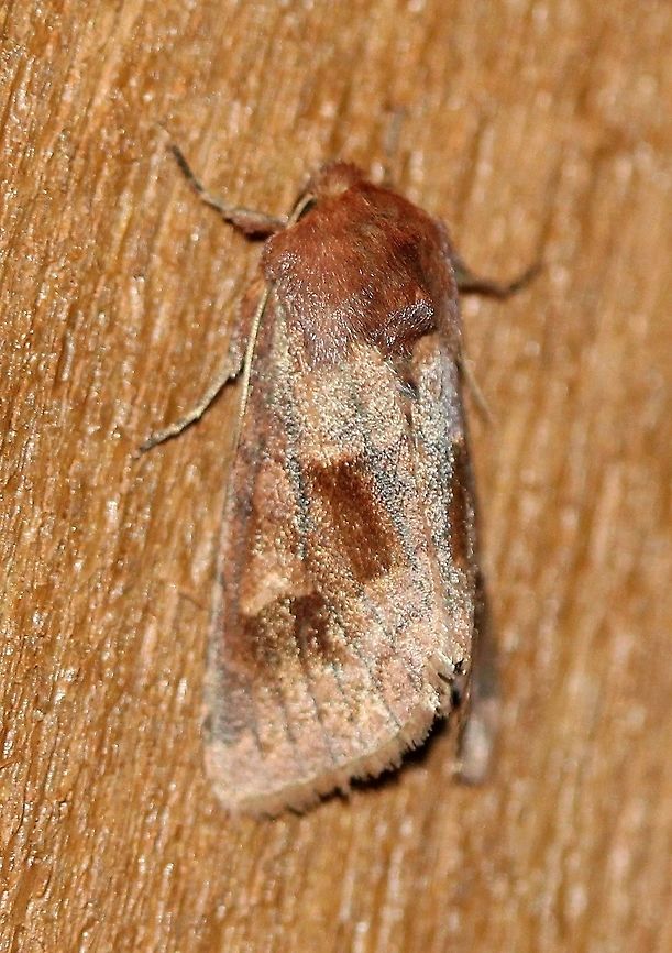 Nephelodes minians (Bronzed Cutworm Moth)  Bronzed Cutworm Moth,Geotagged,Lepidoptera,Nephelodes minians,Noctuidae,Noctuinae,Summer,United States,insect,moth