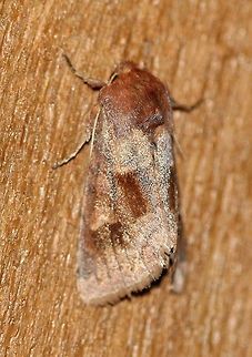 Nephelodes minians (Bronzed Cutworm Moth)  Bronzed Cutworm Moth,Geotagged,Lepidoptera,Nephelodes minians,Noctuidae,Noctuinae,Summer,United States,insect,moth