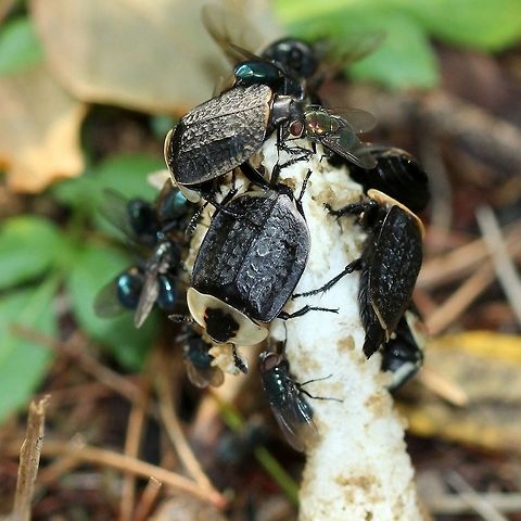 Necrophila americana (American Carrion Beetle) feeding on the fruiting structure of Phallus impudicus (Common Stinkhorn Fungus) There were anywhere from four to six beetles on the fungus and many flies (Calliphora vomitoria and Lucilia sp.). Within an hour they had completely consumed the fungus. American Carrion Beetle,Calliphora vomitoria,Coleoptera,Common Stinkhorn,Geotagged,Lucilia,Necrophila americana,Phallus impudicus,Silphidae,Summer,United States,beetle,fungus,insect