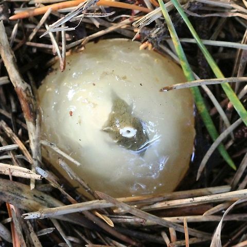 Phallus impudicus "egg" A red collembola (Order Symphypleona?) is on the surface to the left. Common Stinkhorn,Geotagged,Phallus impudicus,Summer,Symphypleona,United States,collembola,fungus,stinkhorn,stinkhorn egg