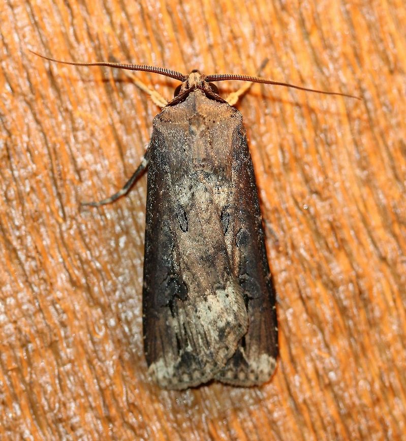 Agrotis ipsilon  Agrotis ipsilon,Dark sword-grass,Geotagged,Ipsilon Dart,Lepidoptera,Noctuidae,Summer,United States,insect,moth