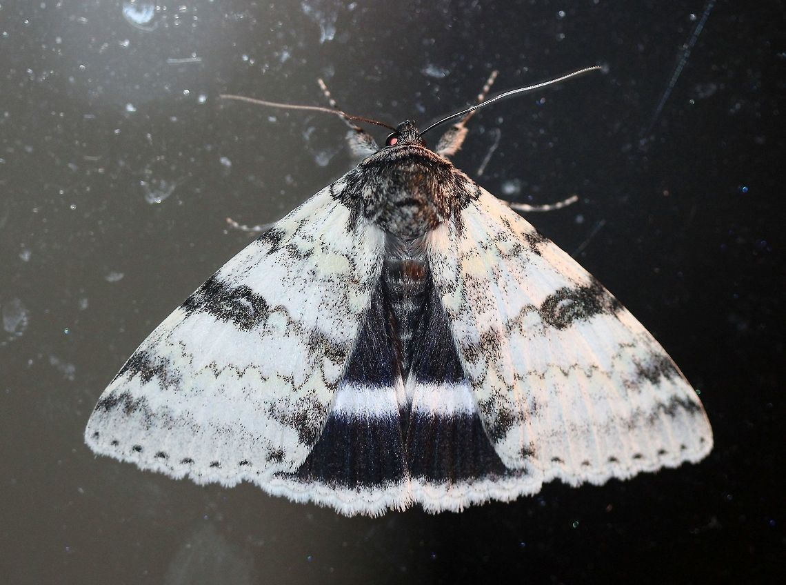 Catocala relicta (White Underwing) Showing the black and white bands on the hindwing. Catocala,Catocala relicta,Erebidae,Erebinae,Geotagged,Lepidoptera,Summer,United States,White Underwing,insect,moth