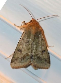 Helicoverpa zea (Corn Earworm)  Corn Earworm,Geotagged,Helicoverpa zea,Heliothinae,Lepidoptera,Noctuidae,Noctuoidea,Summer,United States,insect,moth