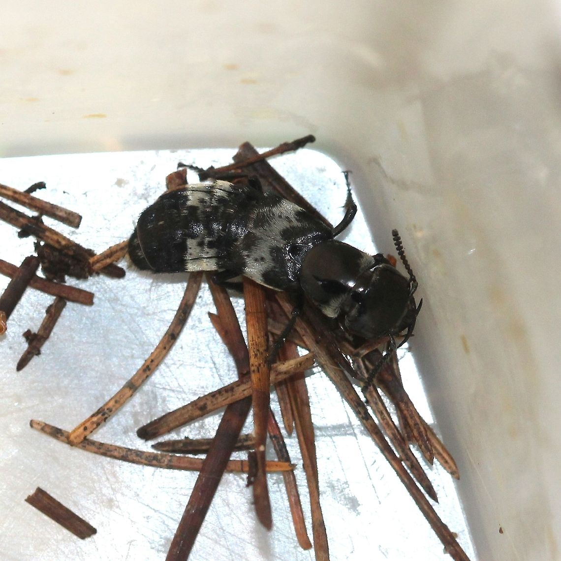 Creophilus maxillosus (Hairy Rove Beetle) Creophilus maxillosus found with American Carrion Beetles (Necrophila americana) and flies eating Common Stinkhorn (Phallus impudicus). Coleoptera,Creophilus maxillosus,Geotagged,Hairy Rove Beetle,Necrophila americana,Phallus impudicus,Staphylinidae,Summer,United States,beetle,insect,rove beetle